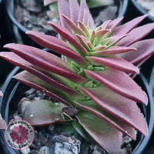 Load image into Gallery viewer, Crassula Red Pagoda Large form (burgundy) - John &amp; Norma&#39;s Succulents
