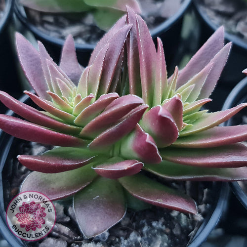 Crassula Red Pagoda Large form (burgundy) - John & Norma's Succulents