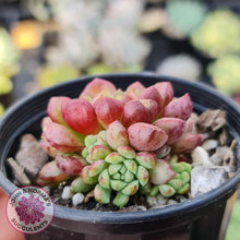 Load image into Gallery viewer, Echeveria Nocturne (W/pups) - John &amp; Norma&#39;s Succulents
