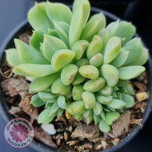 Load image into Gallery viewer, Echeveria Irish Mint - John &amp; Norma&#39;s Succulents
