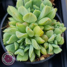 Echeveria 'Irish Mint'