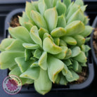 Echeveria 'Irish Mint'