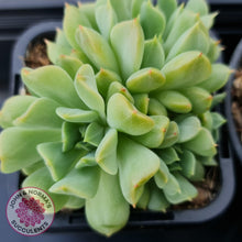 Load image into Gallery viewer, Echeveria Irish Mint - John &amp; Norma&#39;s Succulents
