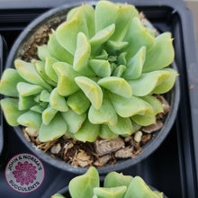 Load image into Gallery viewer, Echeveria Irish Mint - John &amp; Norma&#39;s Succulents
