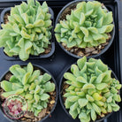 Echeveria 'Irish Mint'