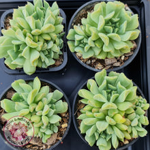 Load image into Gallery viewer, Echeveria Irish Mint - John &amp; Norma&#39;s Succulents
