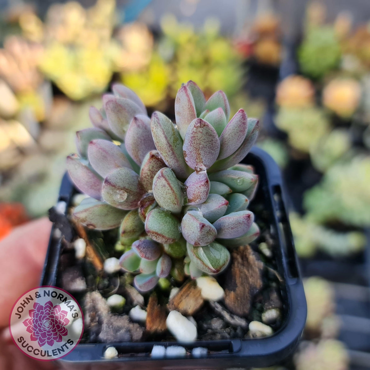 Graptoveria 'Purple Dream'