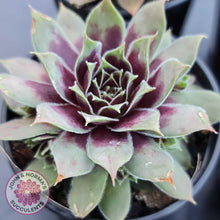 Load image into Gallery viewer, Sempervivum &#39;Little Darling&#39; - John &amp; Norma&#39;s Succulents
