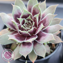 Load image into Gallery viewer, Sempervivum &#39;Little Darling&#39; - John &amp; Norma&#39;s Succulents
