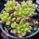 Aeonium sedifolium