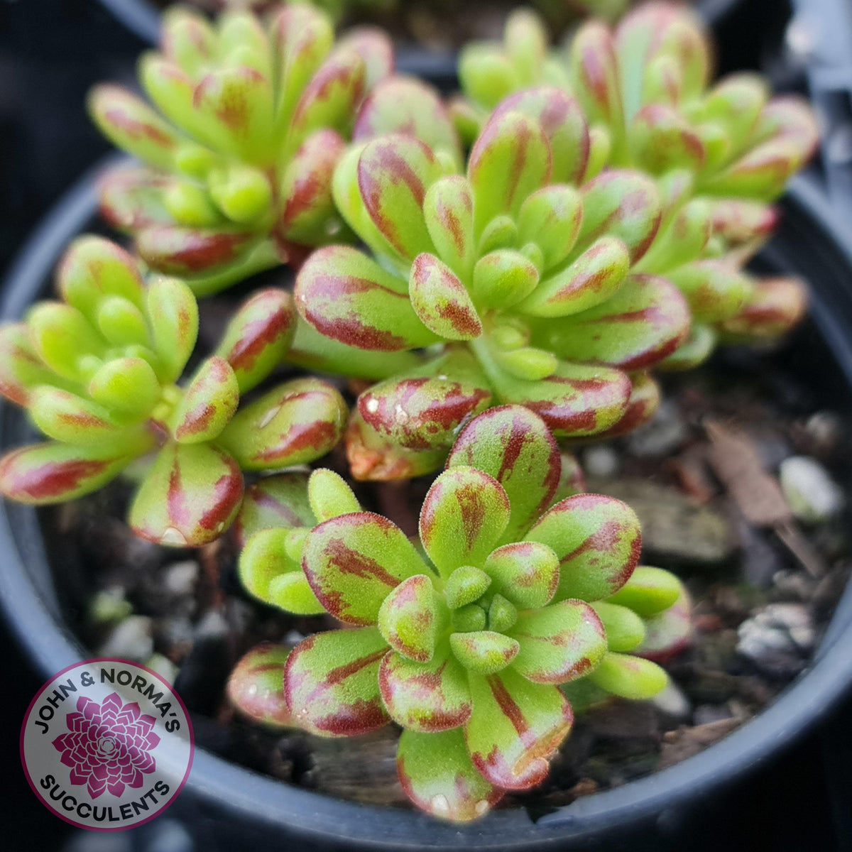 Aeonium sedifolium