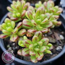 Load image into Gallery viewer, Aeonium sedifolium - John &amp; Norma&#39;s Succulents
