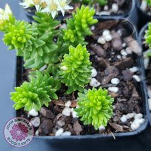 Load image into Gallery viewer, Sedum Spiral Staircase - John &amp; Norma&#39;s Succulents
