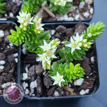 Load image into Gallery viewer, Sedum Spiral Staircase - John &amp; Norma&#39;s Succulents
