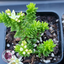 Load image into Gallery viewer, Sedum Spiral Staircase - John &amp; Norma&#39;s Succulents
