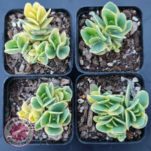 Load image into Gallery viewer, Kalanchoe robusta variegata - John &amp; Norma&#39;s Succulents
