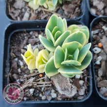 Load image into Gallery viewer, Kalanchoe robusta variegata - John &amp; Norma&#39;s Succulents
