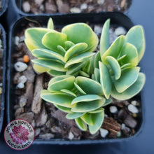 Load image into Gallery viewer, Kalanchoe robusta variegata - John &amp; Norma&#39;s Succulents
