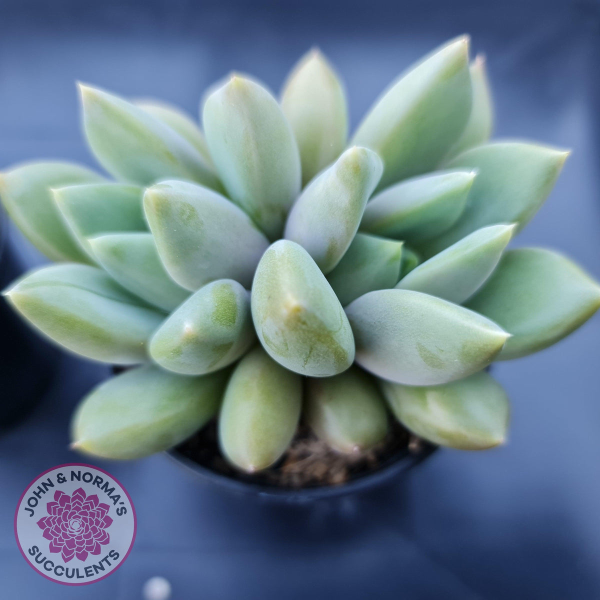 Pachyveria Rough