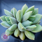Pachyveria Rough