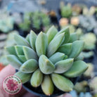 Pachyveria Rough