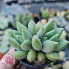 Load image into Gallery viewer, Pachyveria Rough - John &amp; Norma&#39;s Succulents
