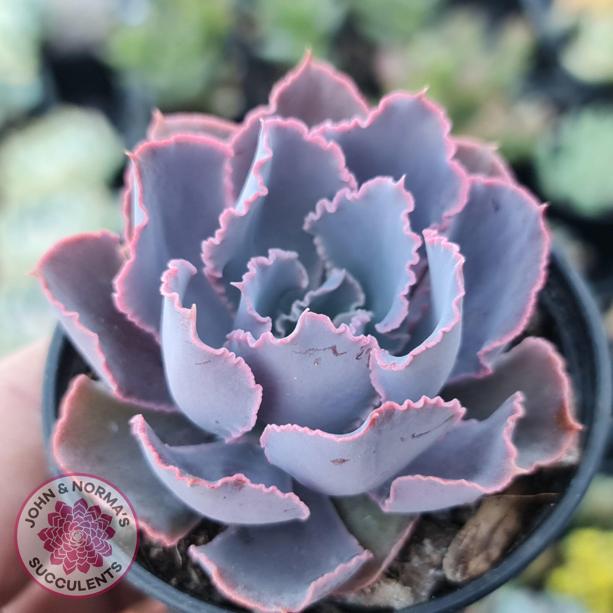 Echeveria 'Neon Breakers'