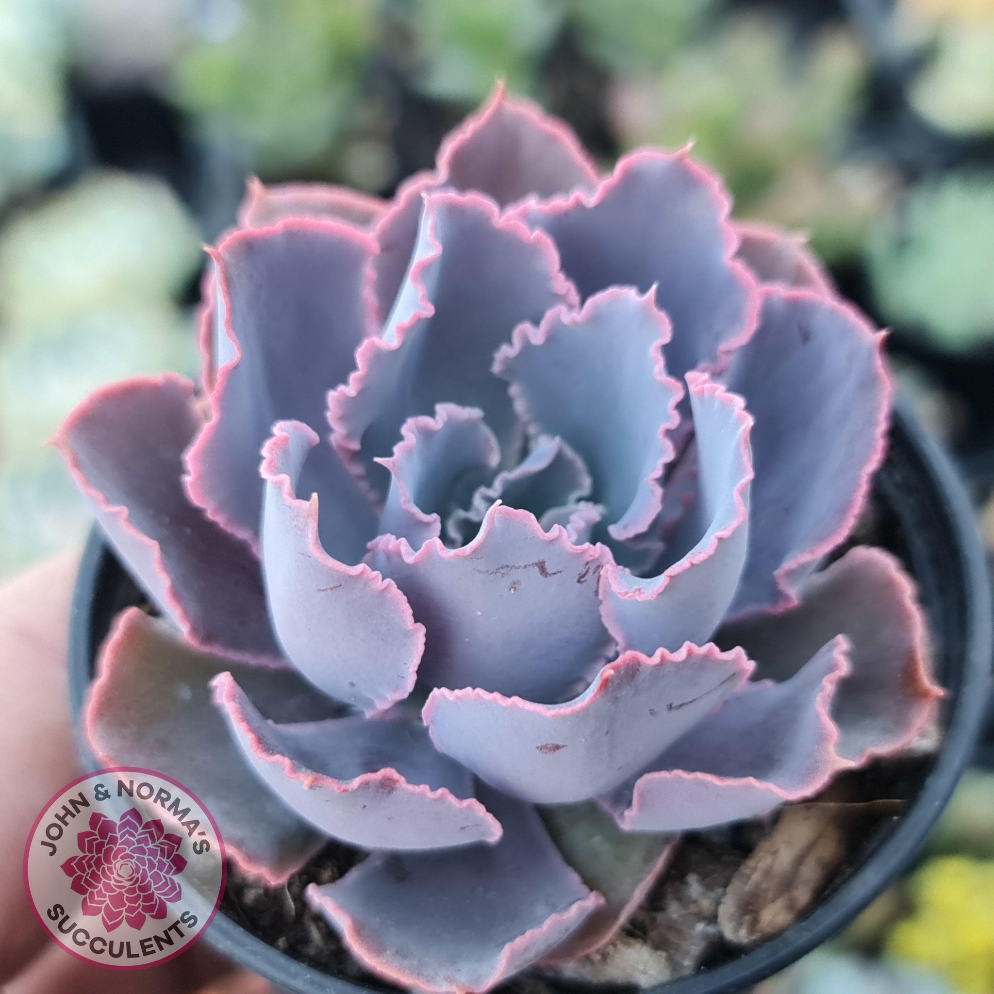 succulent neon breaker Buy Echeveria 'Neon Breakers' Australia