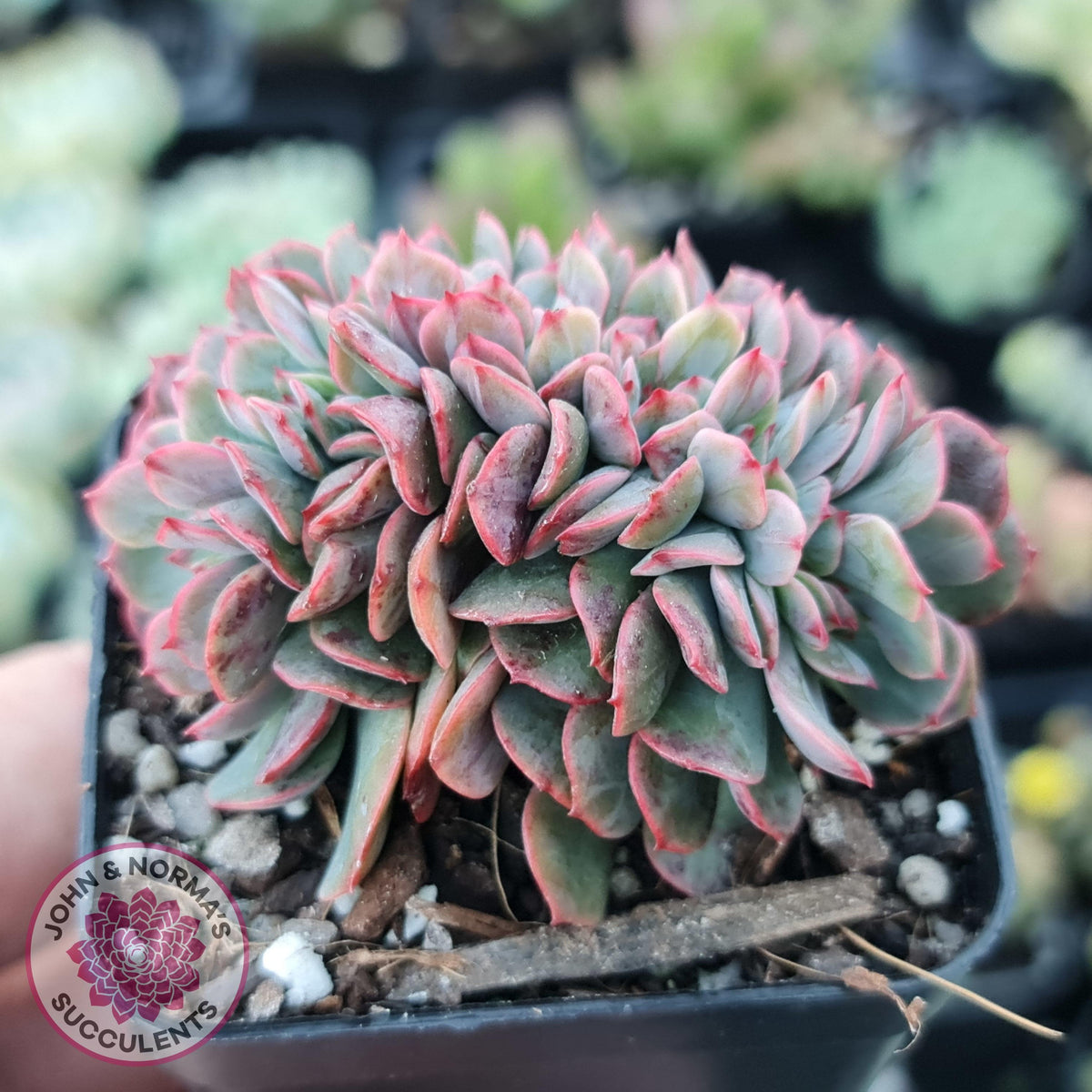 Echeveria Briar Rose Crest