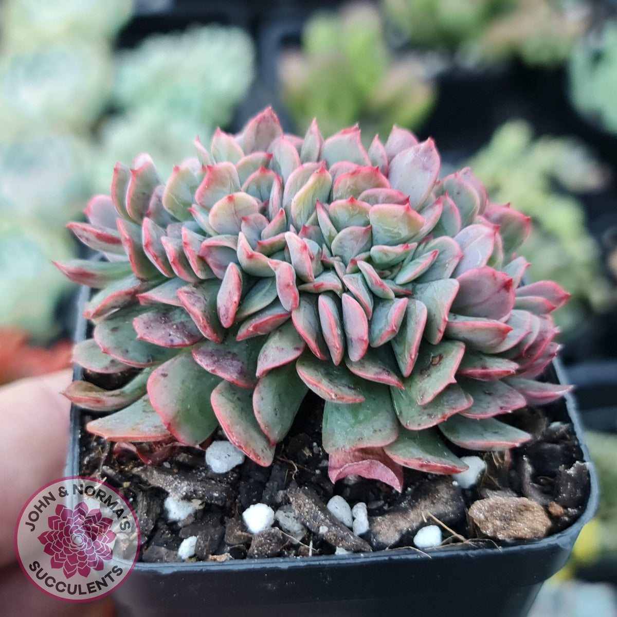 Echeveria Briar Rose Crest