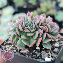 Load image into Gallery viewer, Echeveria Briar Rose Crest - John &amp; Norma&#39;s Succulents
