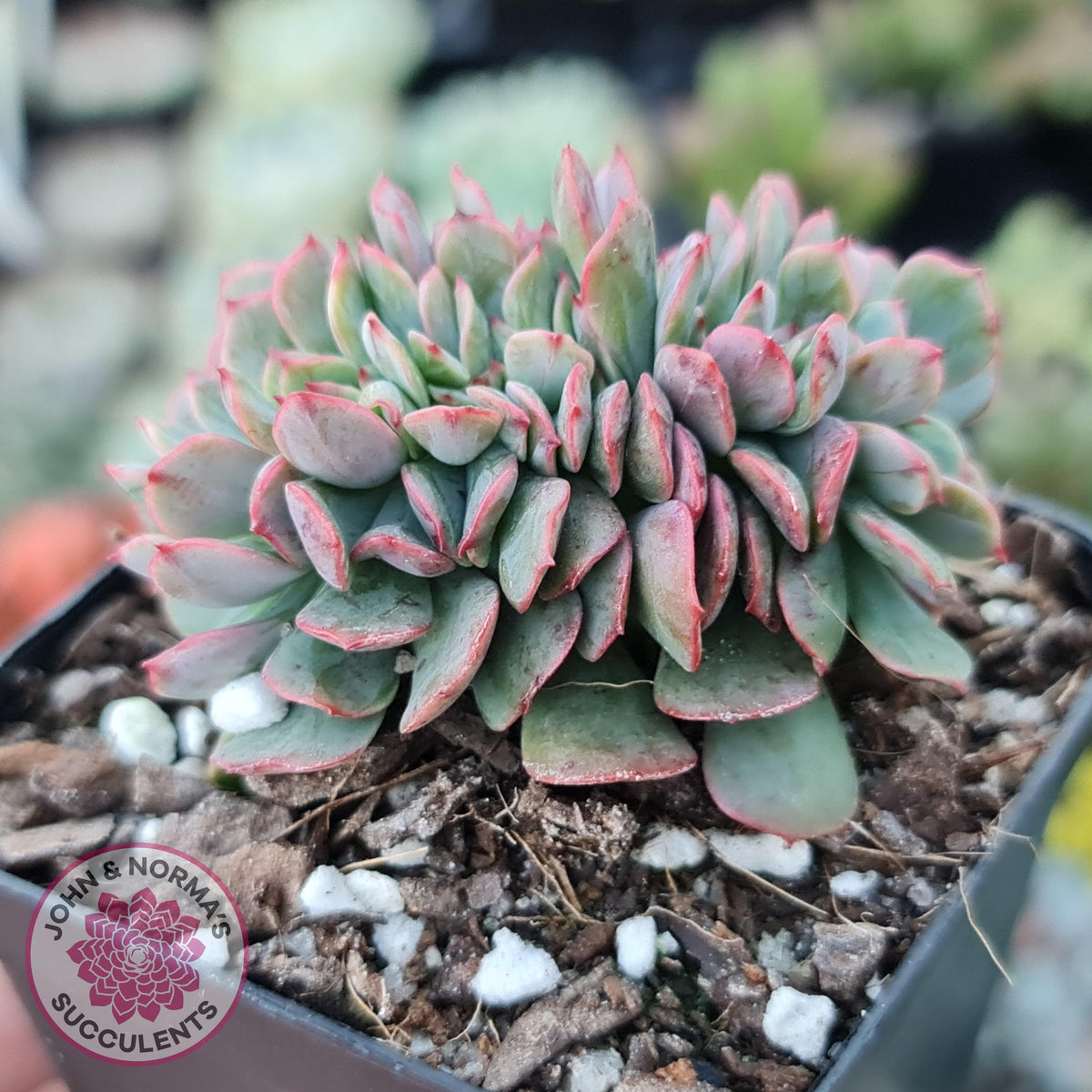 Echeveria Briar Rose Crest