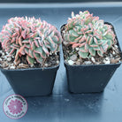 Echeveria Briar Rose Crest