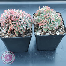 Load image into Gallery viewer, Echeveria Briar Rose Crest - John &amp; Norma&#39;s Succulents
