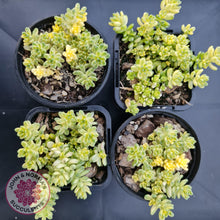 Load image into Gallery viewer, Sedum Golden Rice - Sedum Orizifolium Variegata - John &amp; Norma&#39;s Succulents
