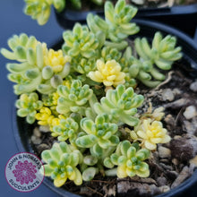 Load image into Gallery viewer, Sedum Golden Rice - Sedum Orizifolium Variegata - John &amp; Norma&#39;s Succulents
