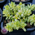 Sedum Golden Rice - Sedum Orizifolium Variegata