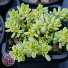 Load image into Gallery viewer, Sedum Golden Rice - Sedum Orizifolium Variegata - John &amp; Norma&#39;s Succulents
