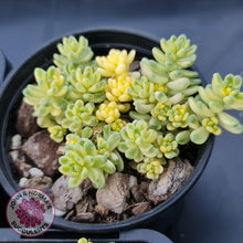 Load image into Gallery viewer, Sedum Golden Rice - Sedum Orizifolium Variegata - John &amp; Norma&#39;s Succulents
