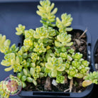 Sedum Golden Rice - Sedum Orizifolium Variegata
