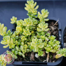 Load image into Gallery viewer, Sedum Golden Rice - Sedum Orizifolium Variegata - John &amp; Norma&#39;s Succulents
