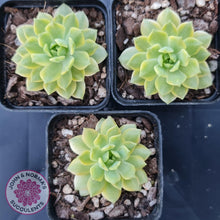 Load image into Gallery viewer, Sedeveria Markus Gold Variegation - John &amp; Norma&#39;s Succulents
