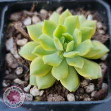 Load image into Gallery viewer, Sedeveria Markus Gold Variegation - John &amp; Norma&#39;s Succulents
