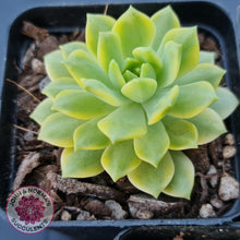 Load image into Gallery viewer, Sedeveria Markus Gold Variegation - John &amp; Norma&#39;s Succulents
