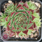 Sempervivum tectorum