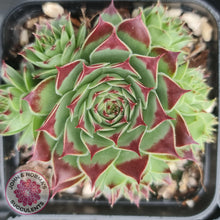 Load image into Gallery viewer, Sempervivum tectorum - John &amp; Norma&#39;s Succulents
