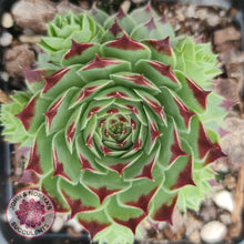 Load image into Gallery viewer, Sempervivum tectorum - John &amp; Norma&#39;s Succulents
