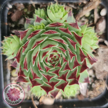 Load image into Gallery viewer, Sempervivum tectorum - John &amp; Norma&#39;s Succulents
