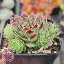 Load image into Gallery viewer, Sempervivum tectorum - John &amp; Norma&#39;s Succulents
