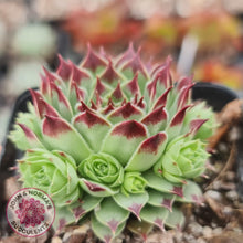 Load image into Gallery viewer, Sempervivum tectorum - John &amp; Norma&#39;s Succulents
